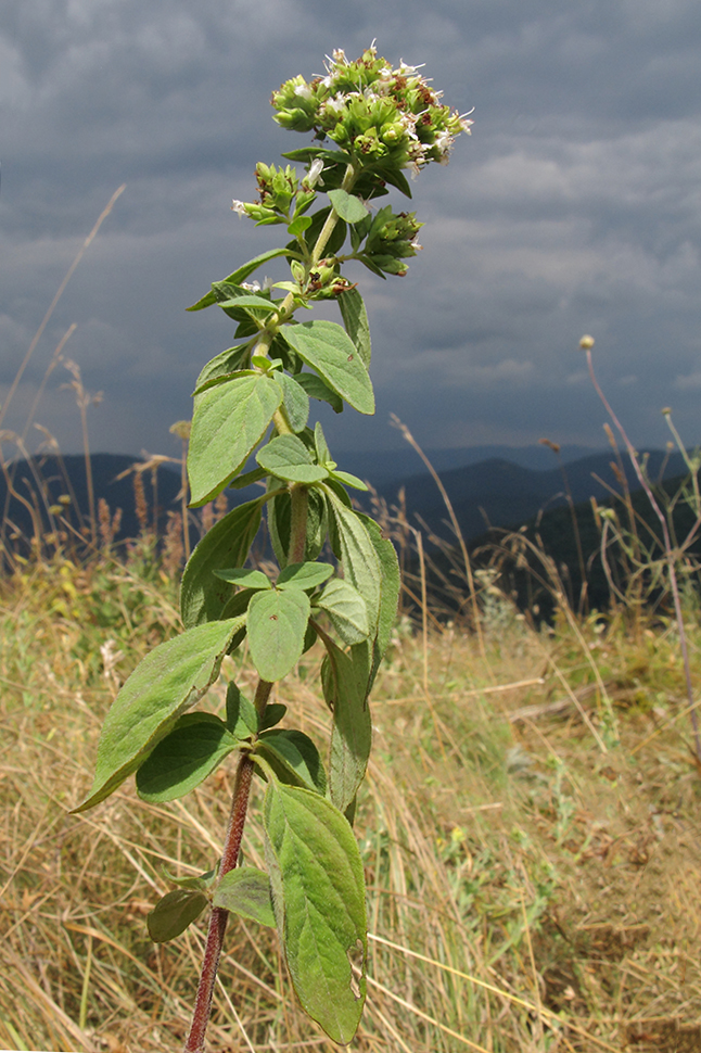 Image of Origanum vulgare ssp. viride specimen.