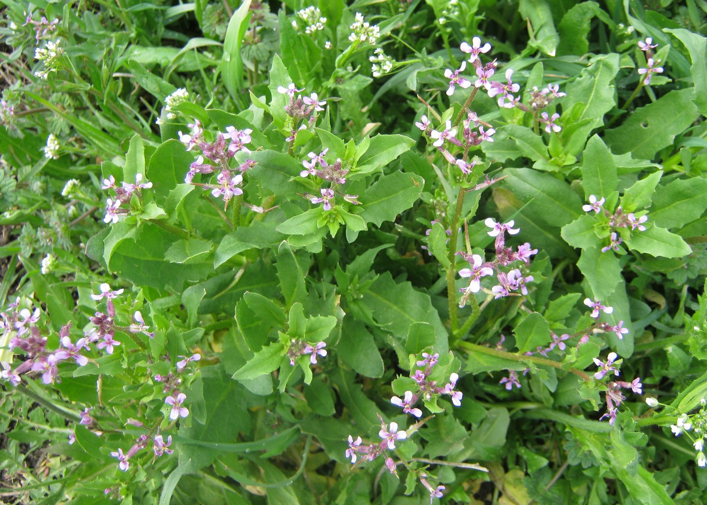 Image of Chorispora tenella specimen.