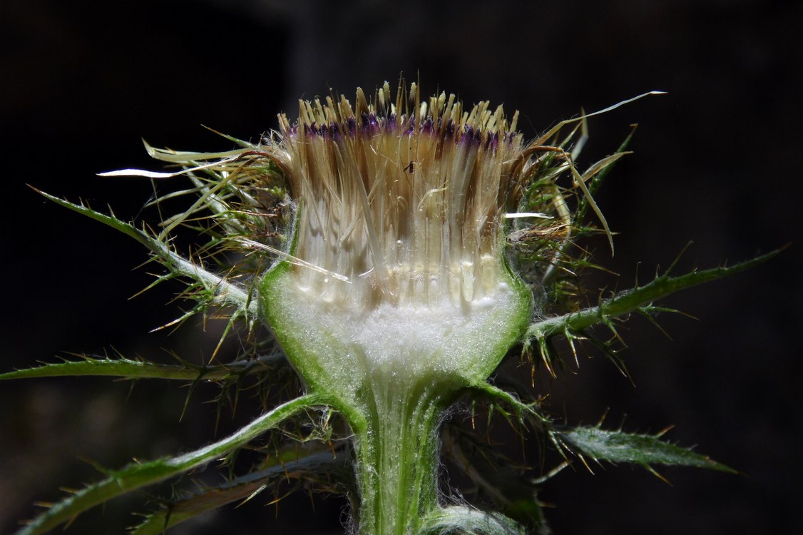 Image of Carlina biebersteinii specimen.