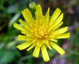 genus Hieracium