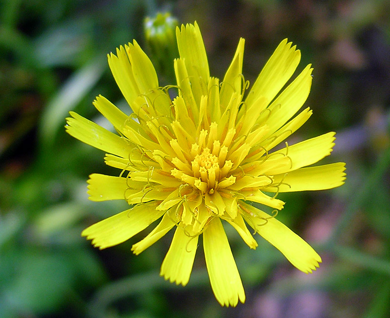 Изображение особи род Hieracium.