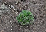 Draba aizoides