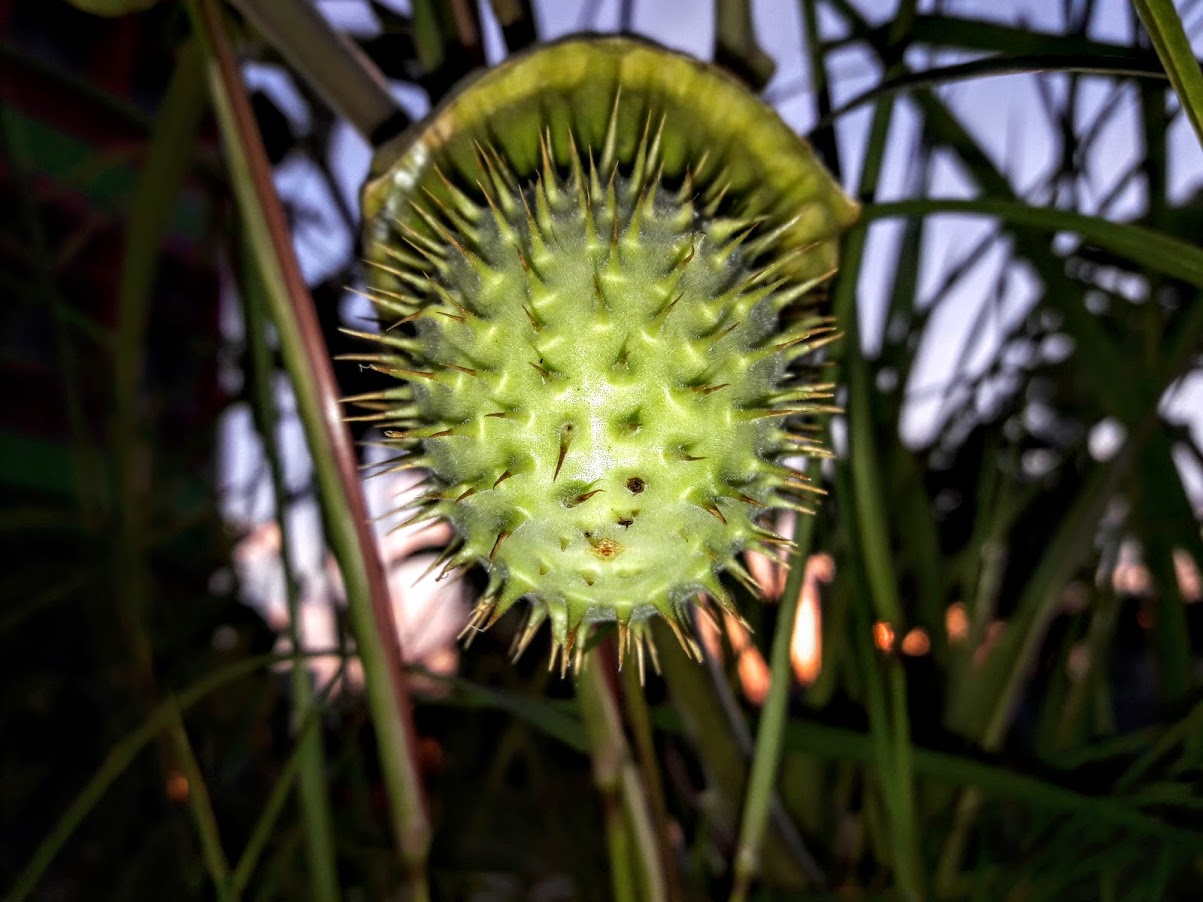 Image of Datura innoxia specimen.