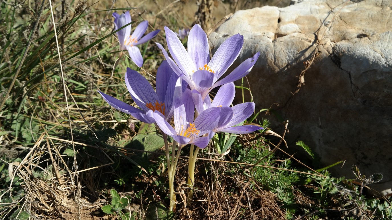 Изображение особи Crocus speciosus.