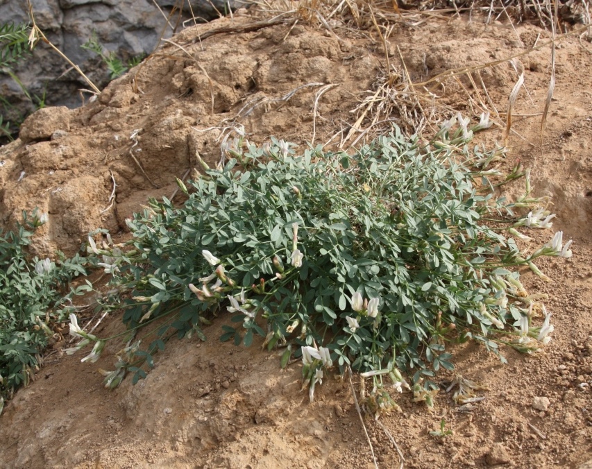 Изображение особи Astragalus permiensis.