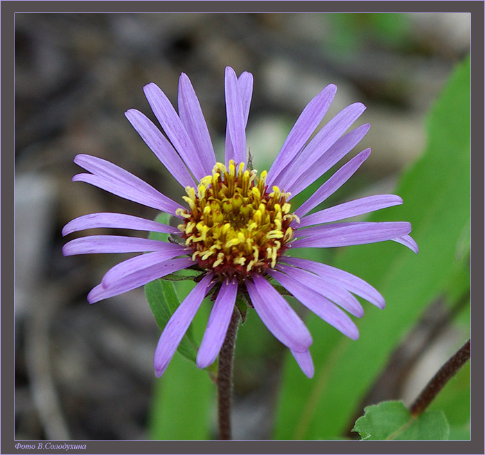 Изображение особи Aster sibiricus.