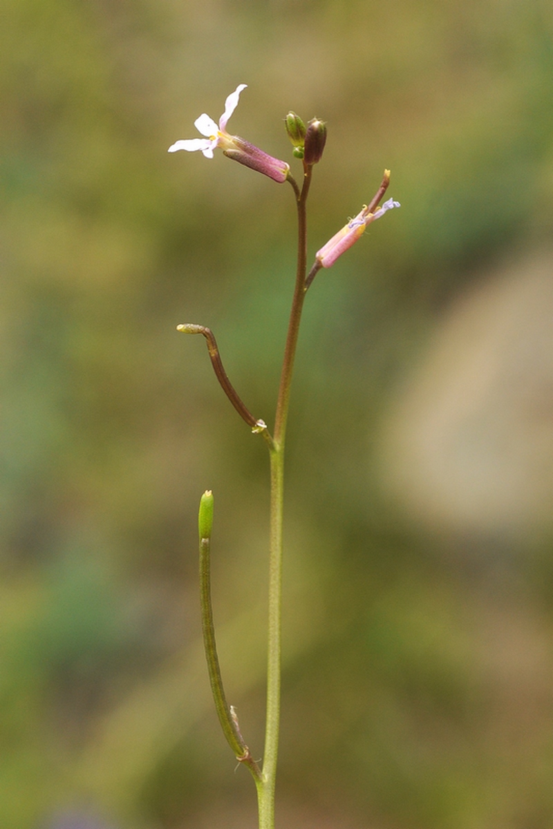 Изображение особи Diptychocarpus strictus.