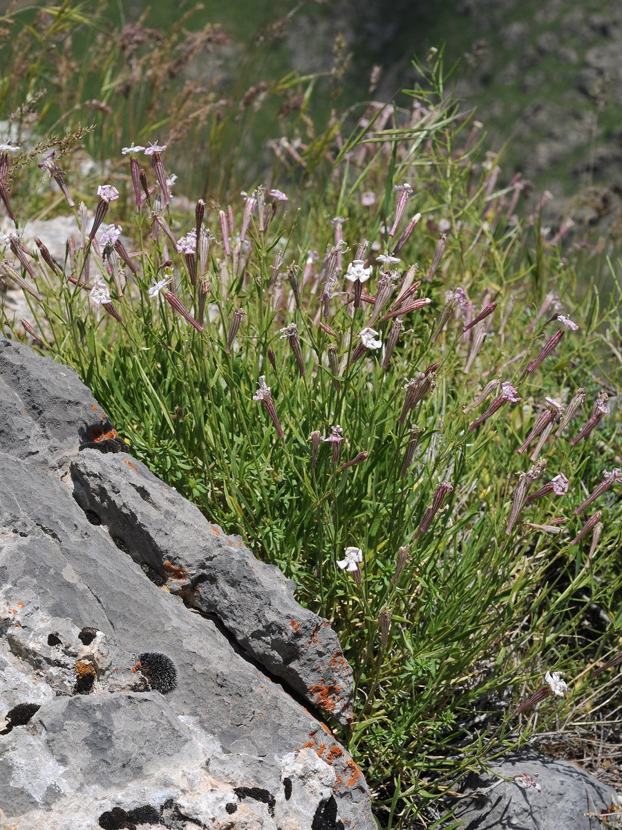 Image of Silene guntensis specimen.