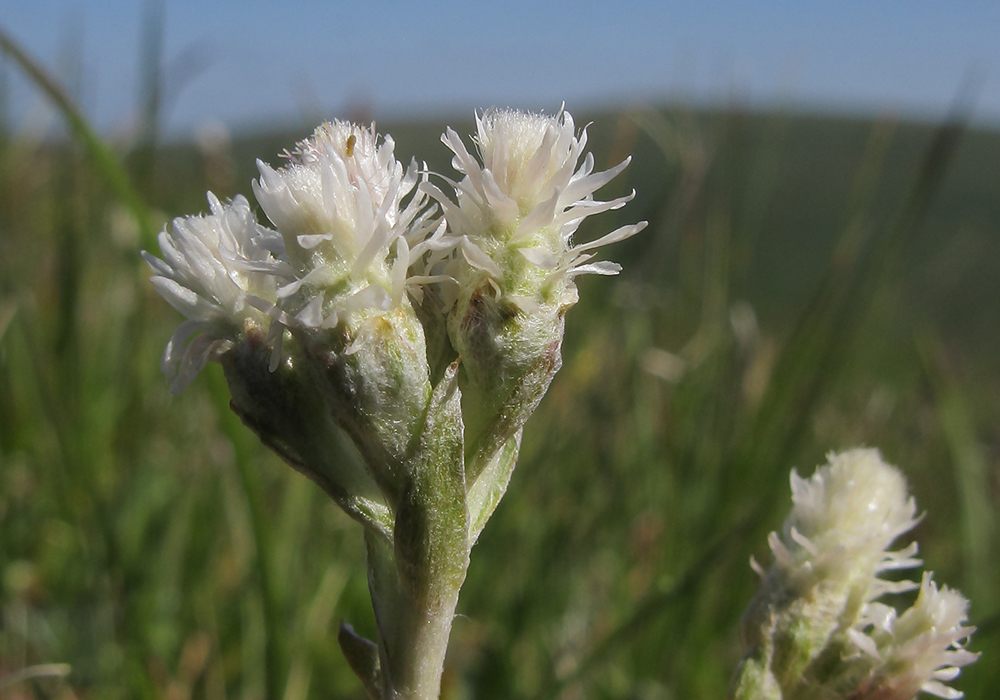 Image of Antennaria caucasica specimen.