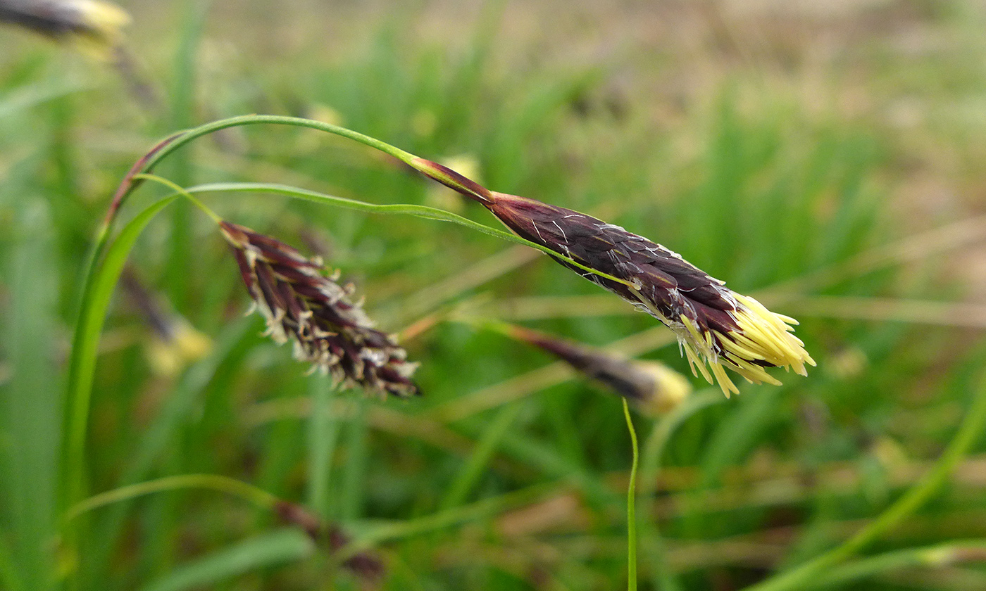 Изображение особи род Carex.