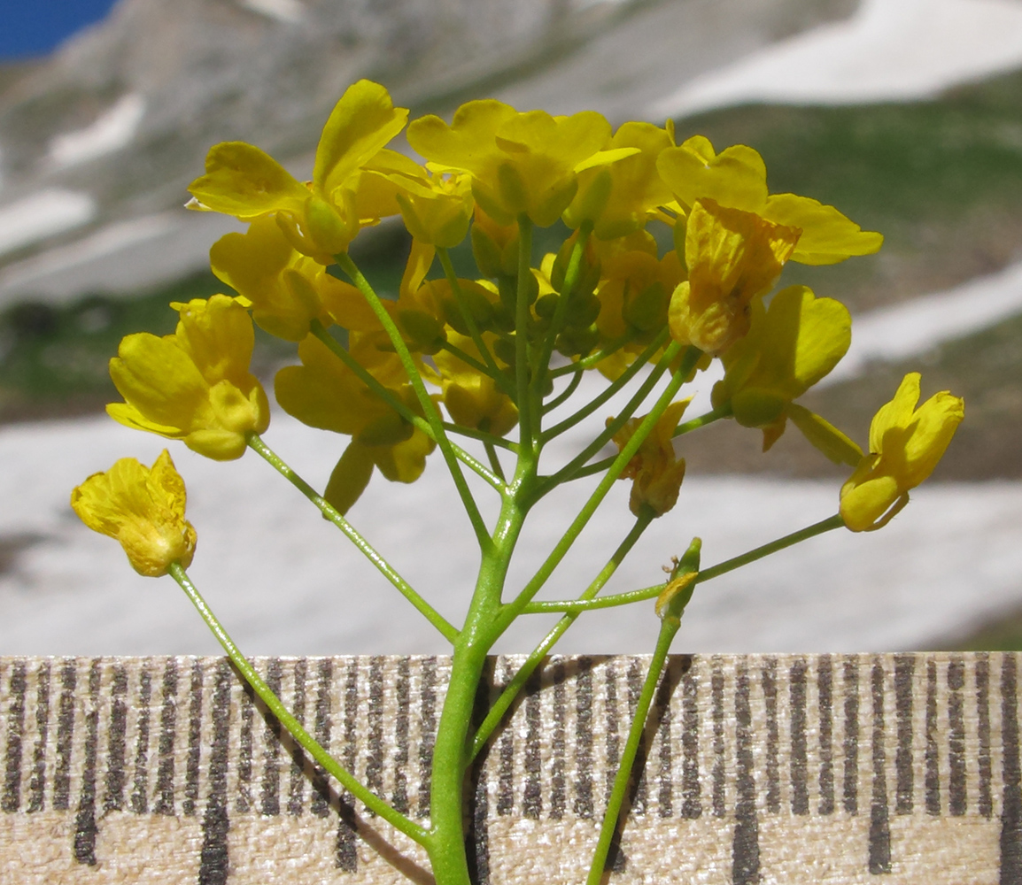 Image of Draba hispida specimen.