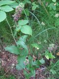 Epipactis helleborine