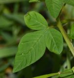 Cleome rutidosperma. Лист. Таиланд, о-в Пхукет, курорт Карон, зелёные насаждения вдоль пляжа. 18.01.2017.