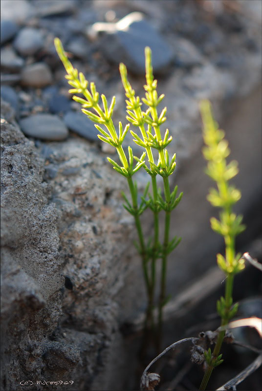 Изображение особи Equisetum palustre.