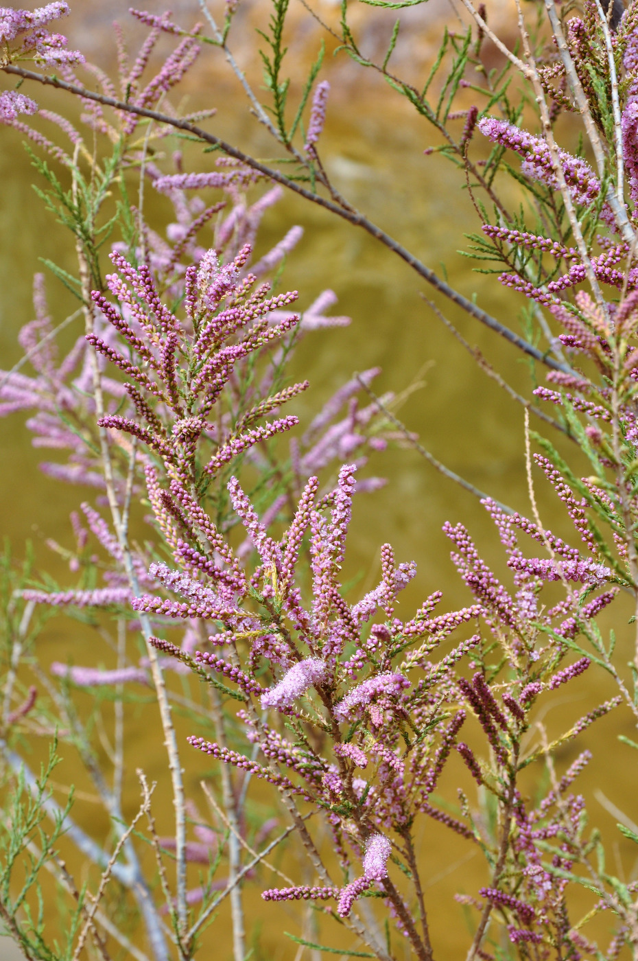Image of genus Tamarix specimen.