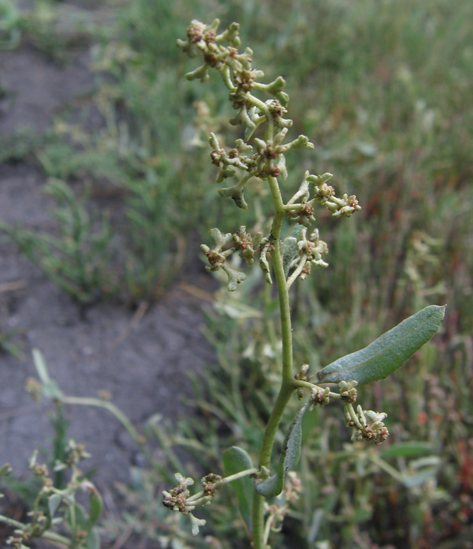 Image of Halimione pedunculata specimen.