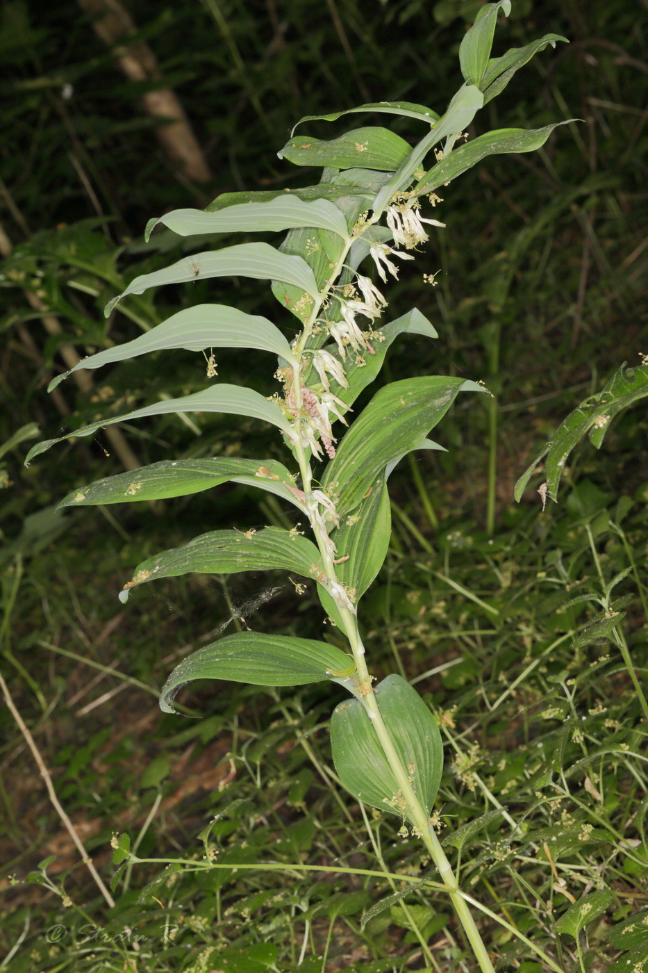 Изображение особи Polygonatum multiflorum.