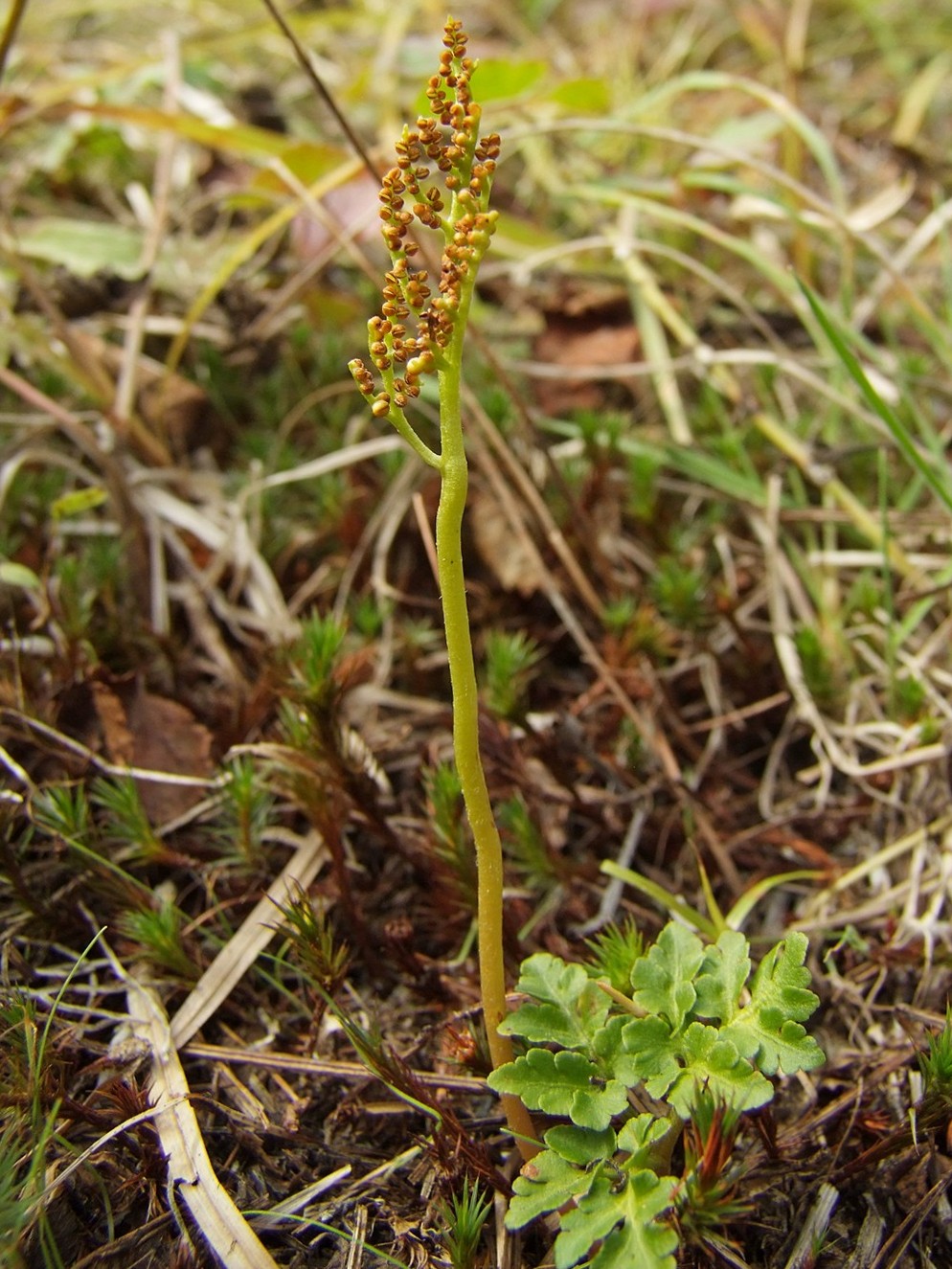 Изображение особи Botrychium multifidum.