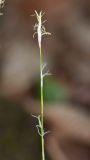 Carex ussuriensis