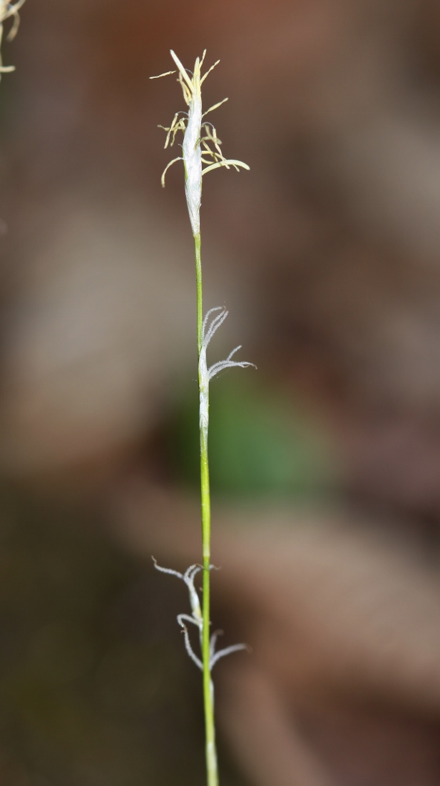 Изображение особи Carex ussuriensis.