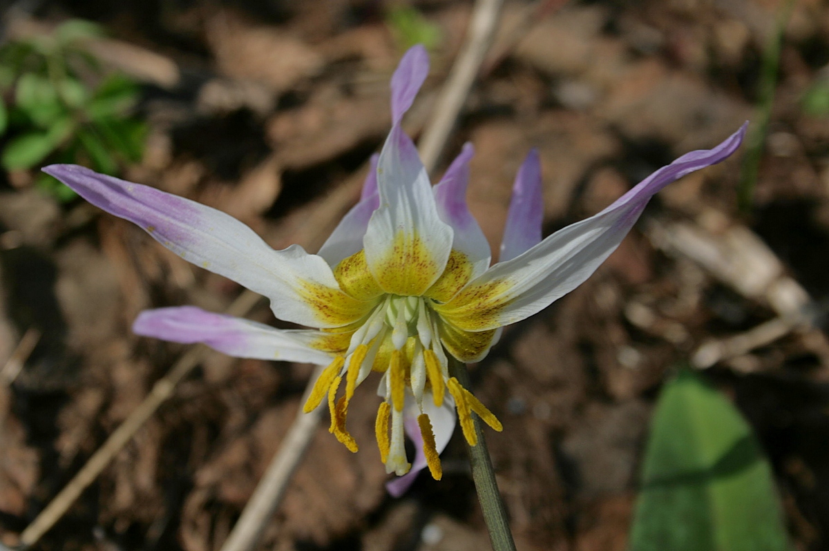 Image of Erythronium sibiricum specimen.