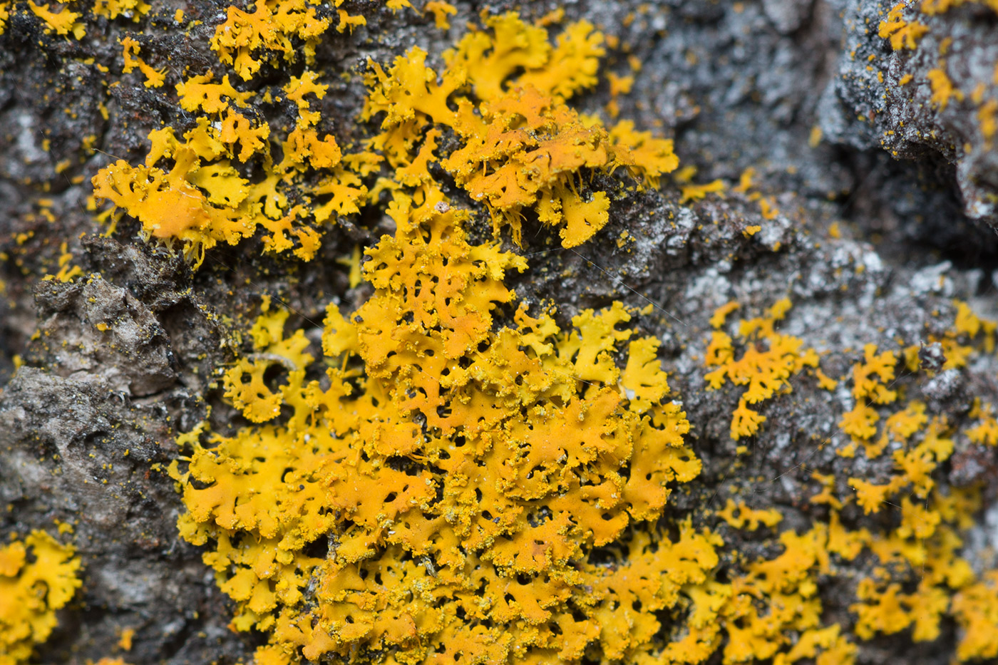 Image of Oxneria ulophyllodes specimen.