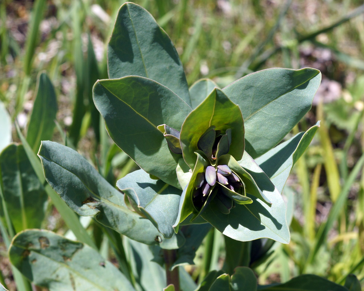 Image of Cerinthe minor specimen.