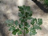 семейство Apiaceae