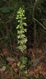 Epipactis condensata. Цветущее растение. Краснодарский край, м/о город-курорт Геленджик, окр. мкр-на Голубая бухта, сосновый лес. 10 июня 2017 г.