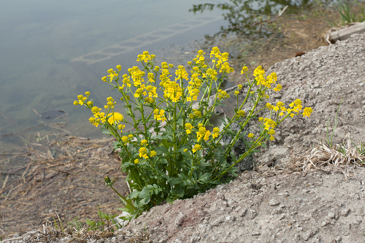 Image of Barbarea arcuata specimen.