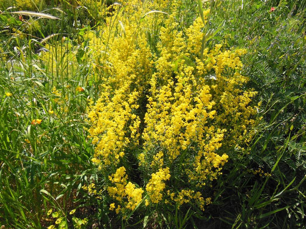 Image of Galium verum specimen.