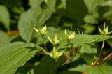 Philadelphus coronarius. Завязавшиеся плоды и листья. Пермь, Свердловский р-н, в озеленении двора. 13 июля 2017 г.