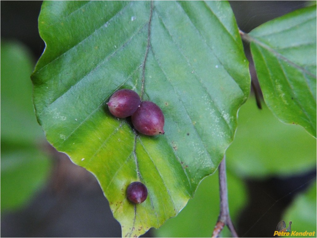 Image of Fagus sylvatica specimen.