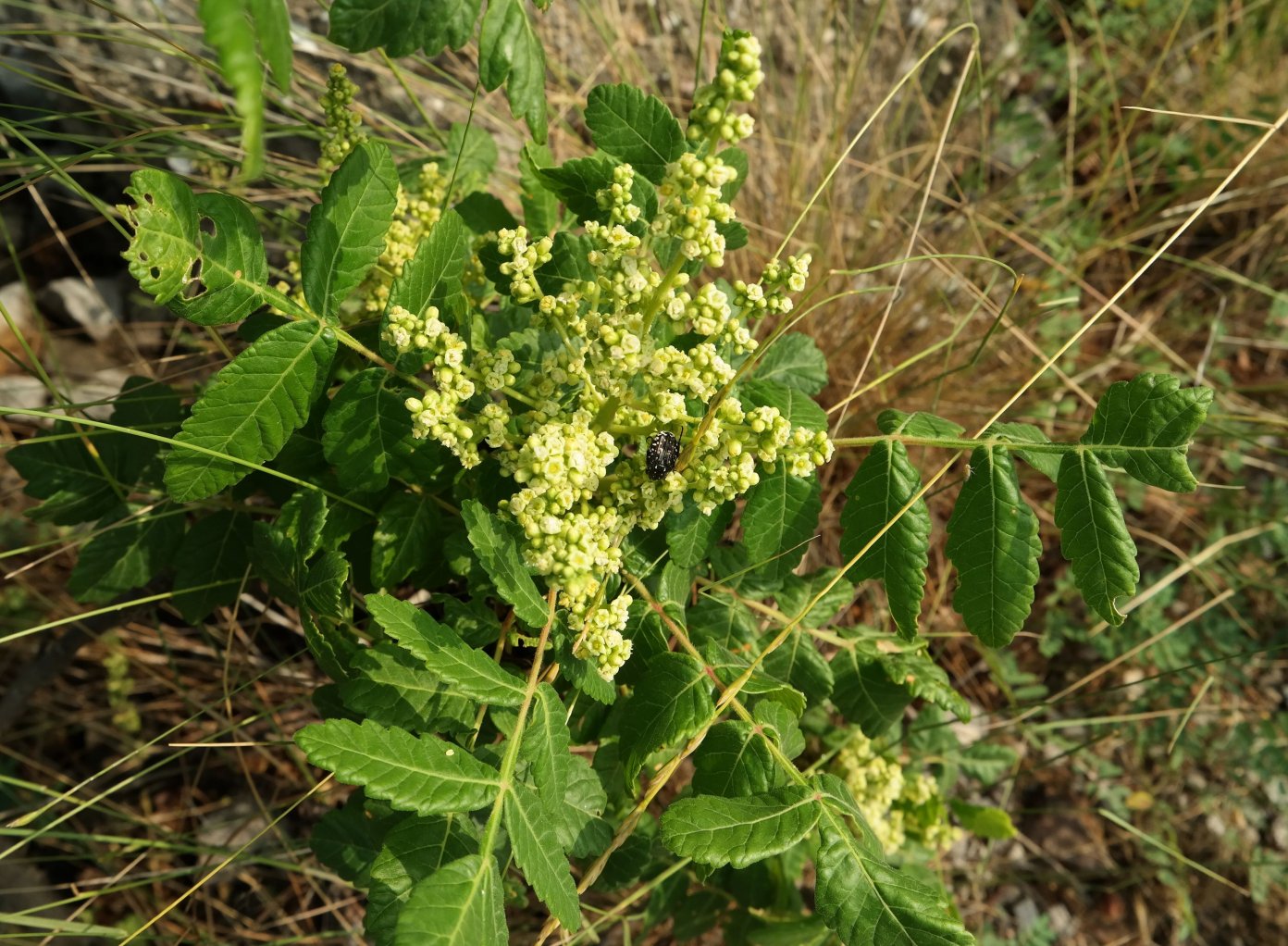 Изображение особи Rhus coriaria.