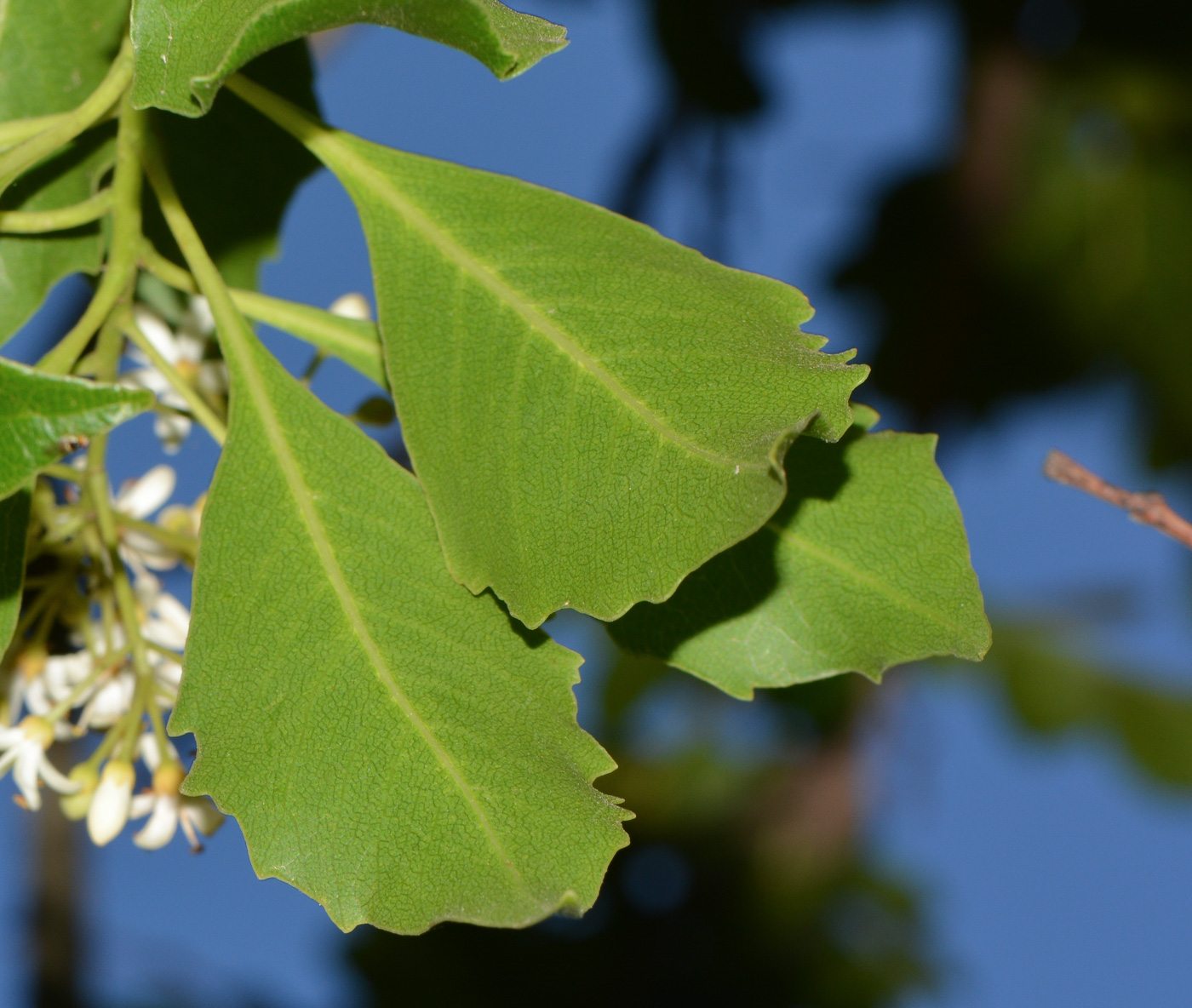 Image of Pittosporum rhombifolium specimen.