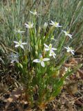 род Centaurium