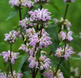 Phlomoides tuberosa