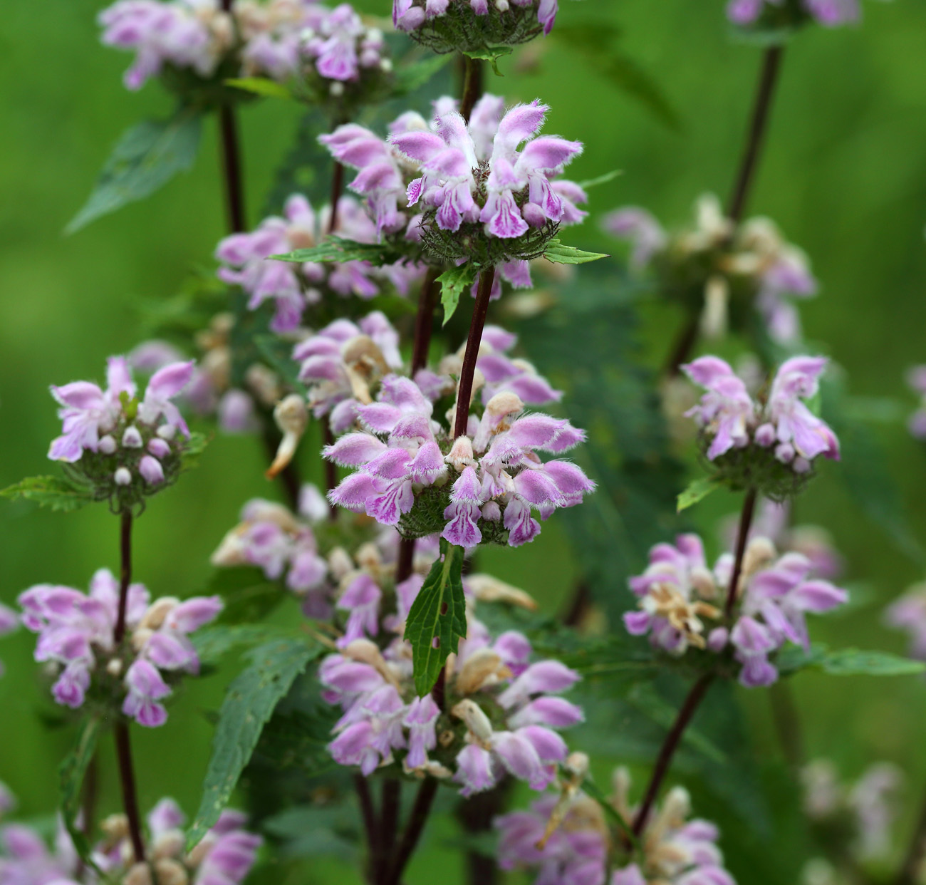 Изображение особи Phlomoides tuberosa.