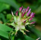 Trifolium spumosum. Отцветающее соцветие. Израиль, Шарон, пос. Кфар Шмариягу, заповедник. 15.03.2015.