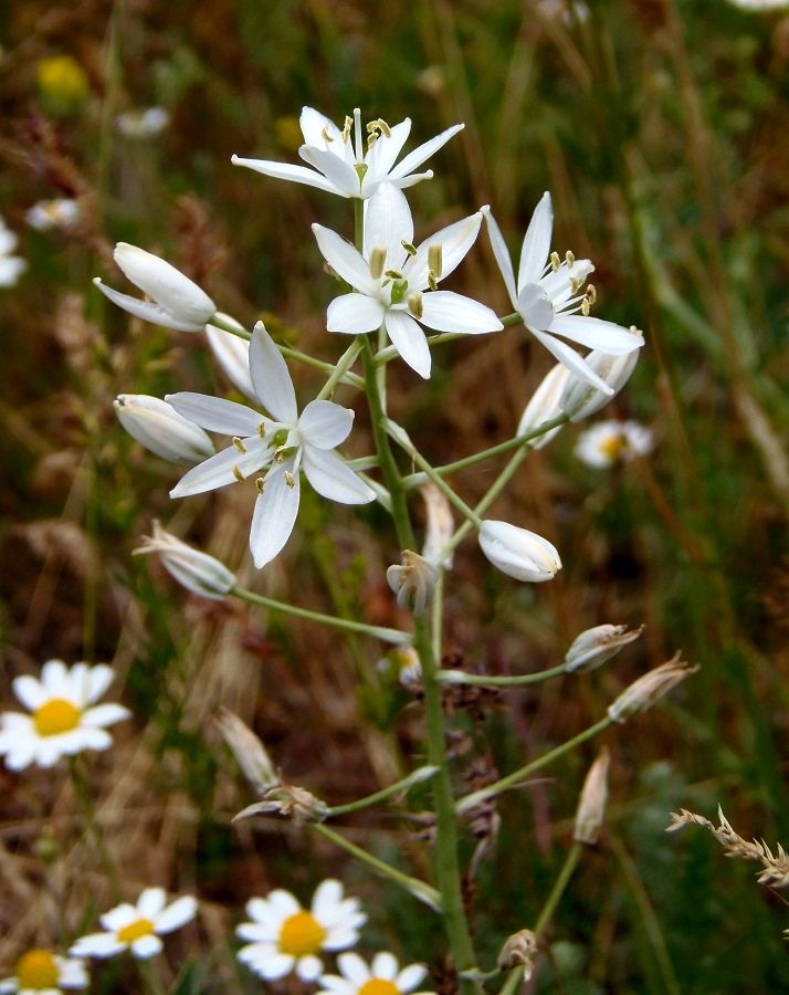 Изображение особи Ornithogalum fischerianum.