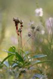 Chimaphila umbellata. Плодоносящие растения. Ленинградская обл., Кингисеппский р-н, Кургальский п-ов, окр. дер. Тисколово, хвойный лес. 27.08.2017.