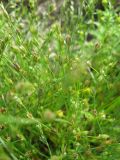 Juncus bufonius