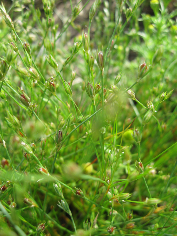 Image of Juncus bufonius specimen.