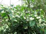Clerodendrum thomsoniae