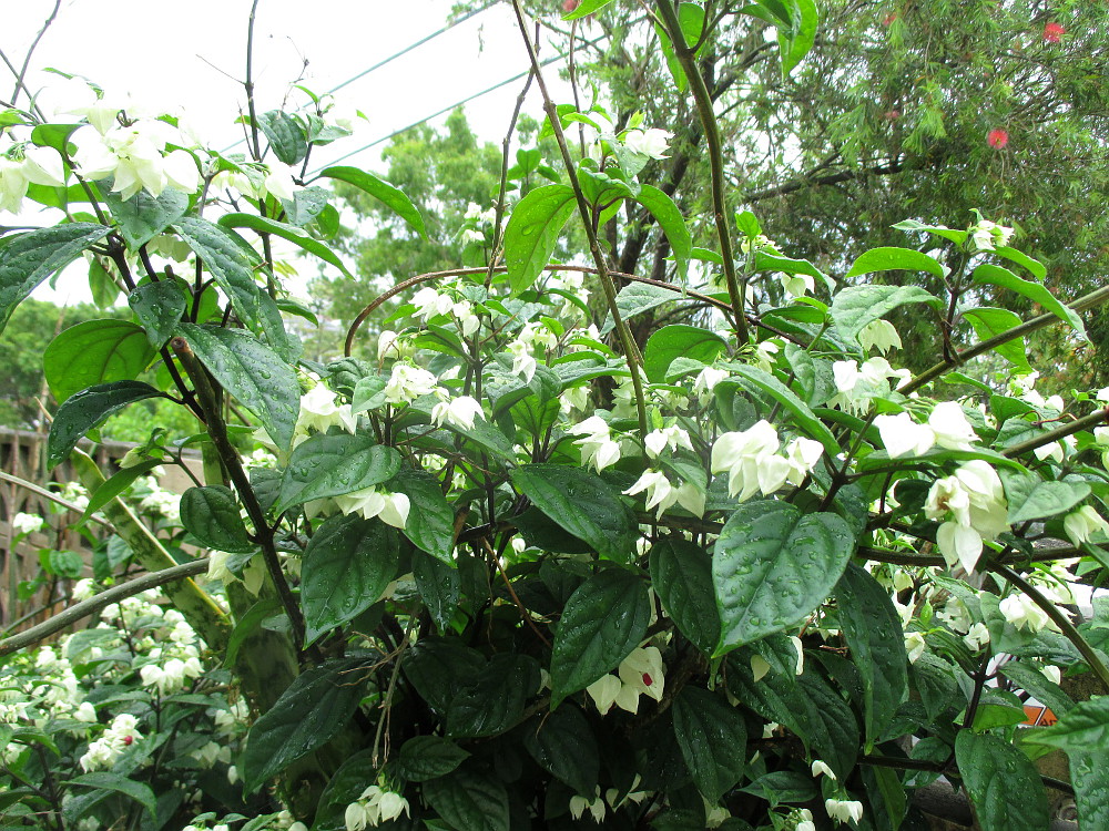 Изображение особи Clerodendrum thomsoniae.