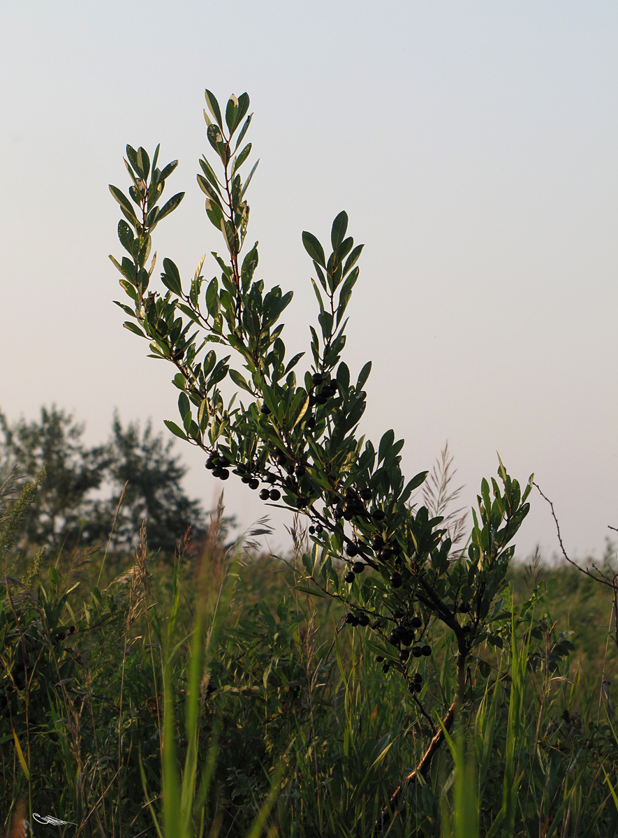 Image of Cerasus pumila specimen.