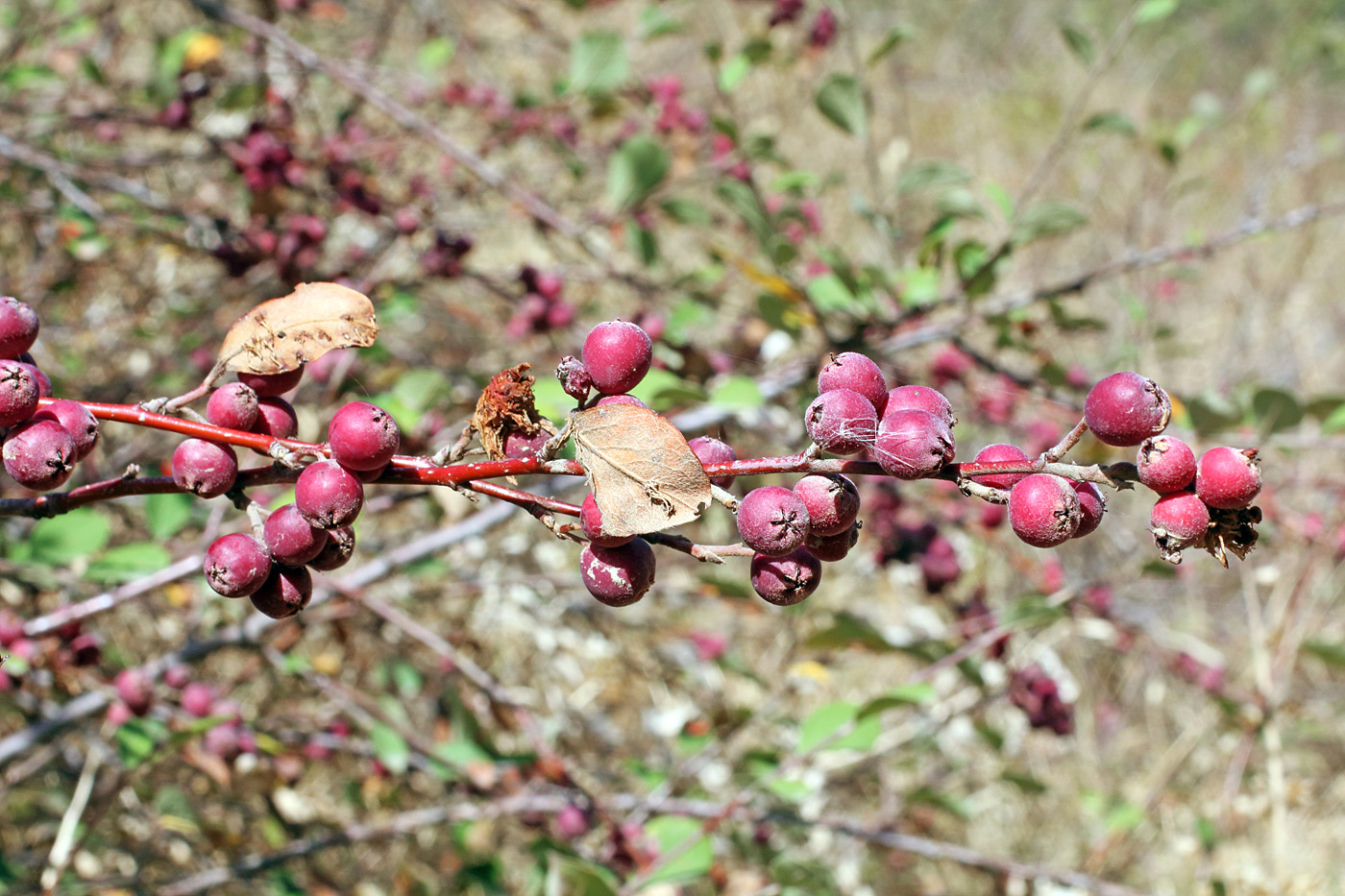 Image of Cotoneaster hissaricus specimen.