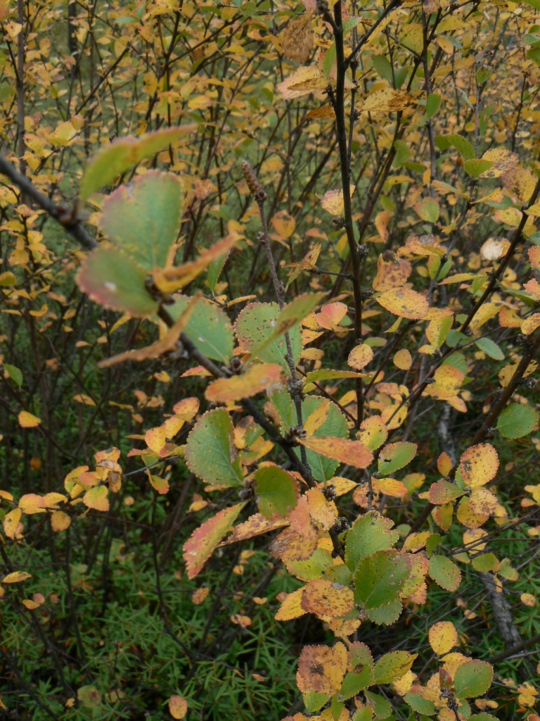 Image of Betula divaricata specimen.