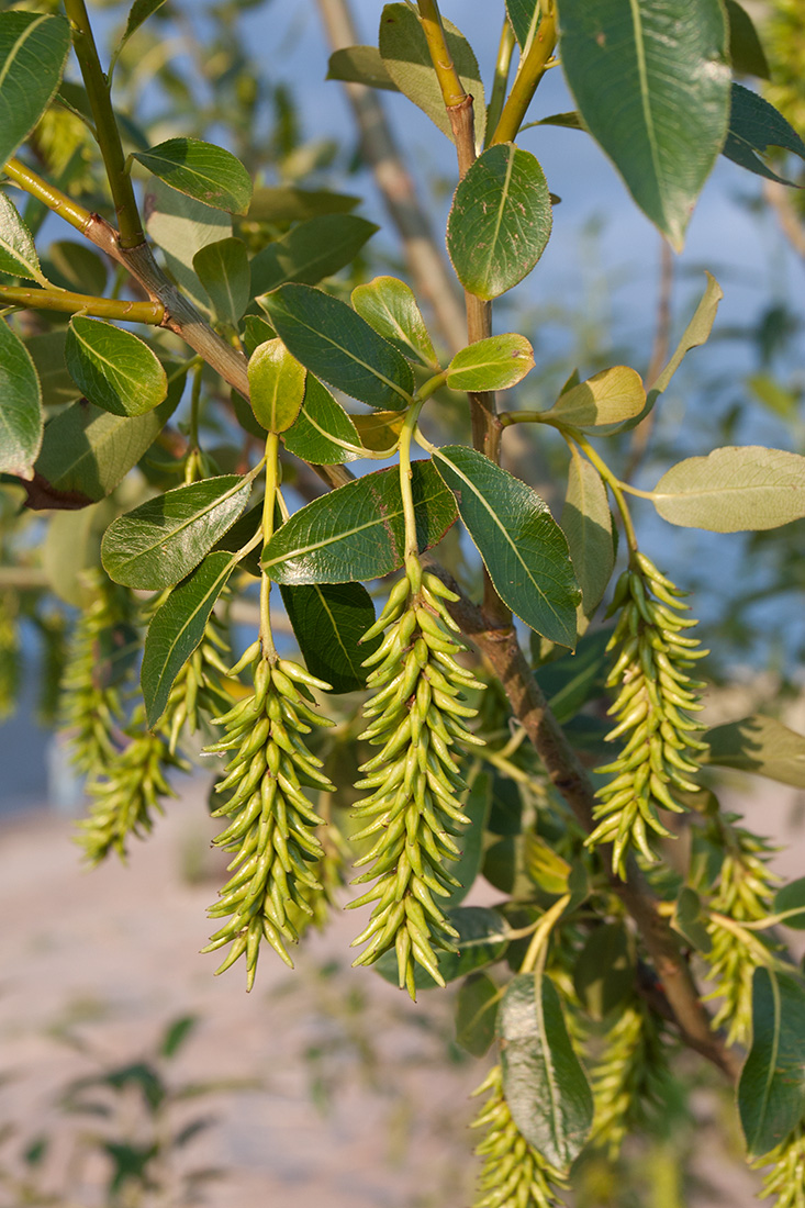 Image of Salix pentandra specimen.