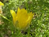 Adonis vernalis. Цветок (начало цветения). Днепропетровская обл., балка южнее с. Попасное. 02.05.2010.